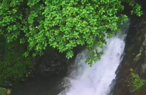 Ambient Cottage in kodakara, Thrissur outdoor for wedding