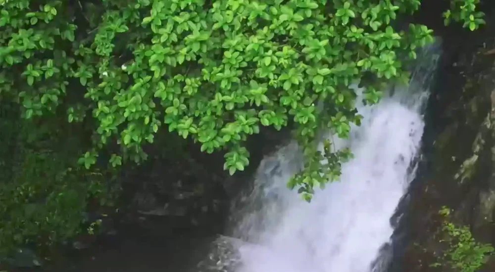 Ambient Cottage in kodakara, Thrissur outdoor for wedding