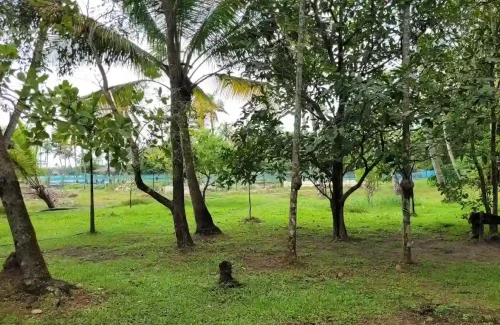 OGs Tharavadu in Panangad, Ernakulam outdoor for wedding