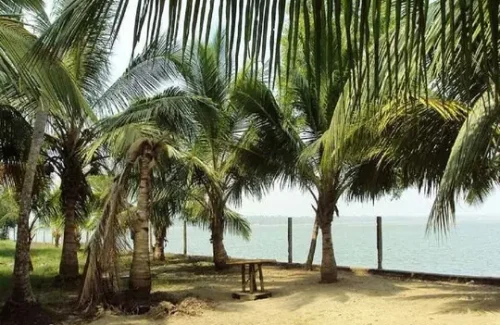 Michaels Land Homestay Resort in Kumbalangi, Kochi outdoor for wedding