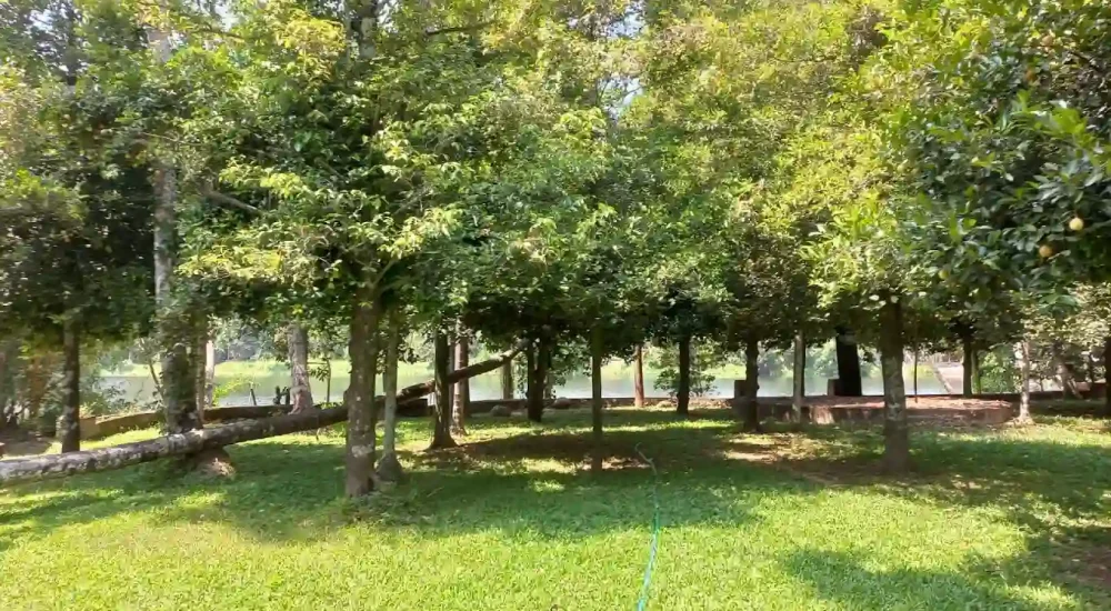 RIVERINE FARMVILLE - EVENTS VENUE for outdoor wedding