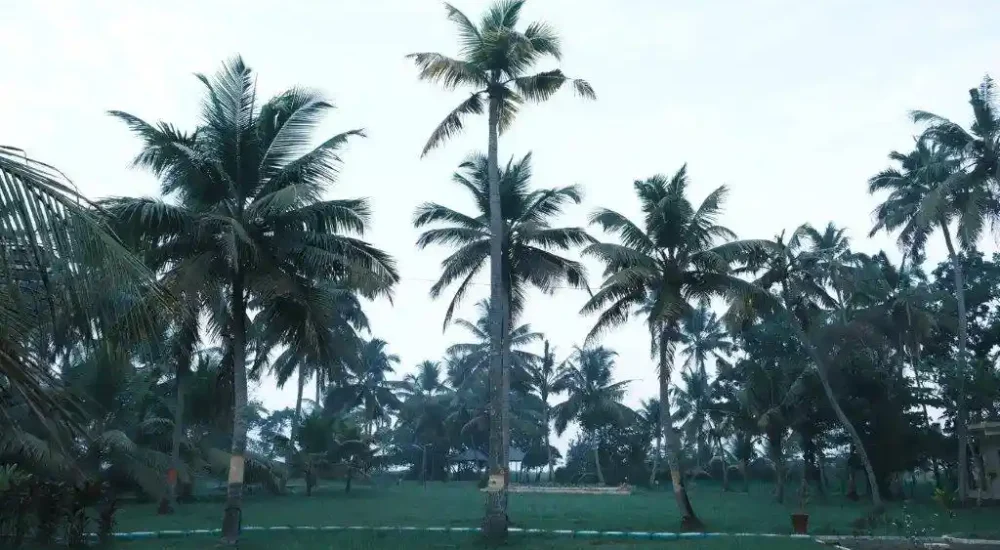 Lake Vechoor Villas open lawn In Vechoor, Kottayam outdoor for wedding